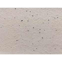 UKU Musta Marmori, koristerae