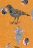 P & R Ken Kiuruista Kaunein 64675, Orange